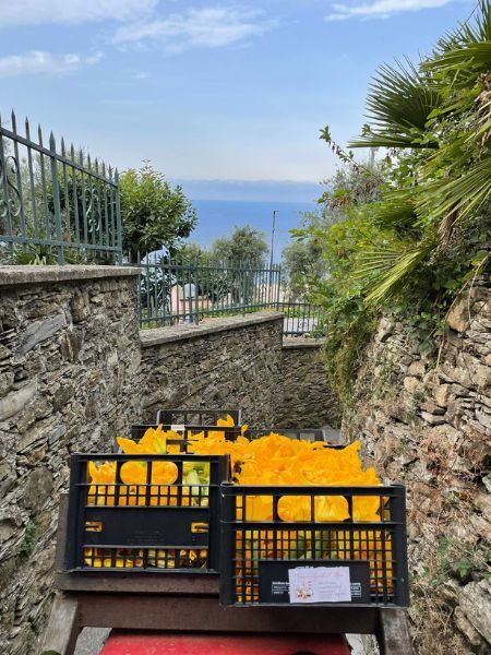 Azienda Agricola Agriturismo Sant'Ilario Fiori di zucca