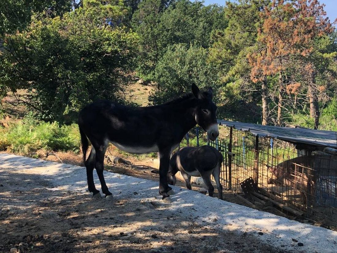 Agriturismo Sant'Ilario Azienda Agricola