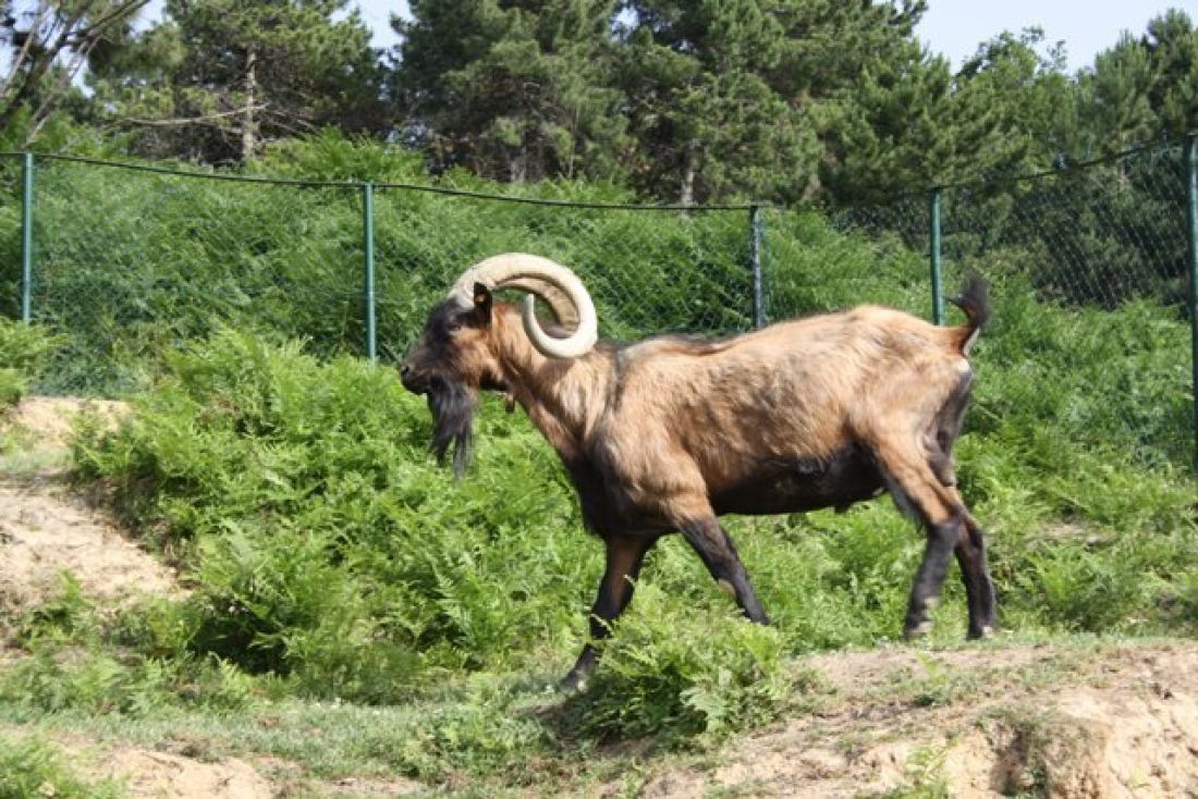 Agriturismo Sant'Ilario Azienda Agricola